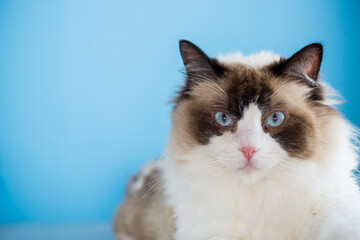 portrait of a beautiful young healthy Ragdoll cat
