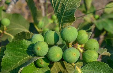 Fresh Figs Growing on Tree Ripe Fig and Green Figs