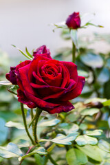 red rose in the garden