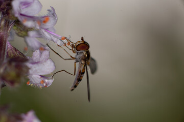 Schwebfliege Episyrphus balteatus