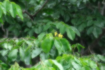 leaves in the rainy season