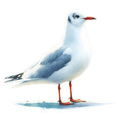 Obraz premium 흰 배경, 갈매기, 수채화 (white background, seagull, water colour)