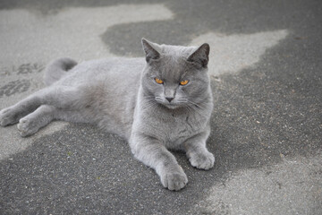 A gray cat lies on the asphalt. Pet on the road. Homeless cat on the street.