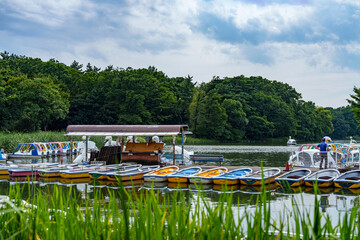 石神井公園の池でボート