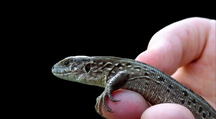 Large gray lizard in hand on black isolated background
