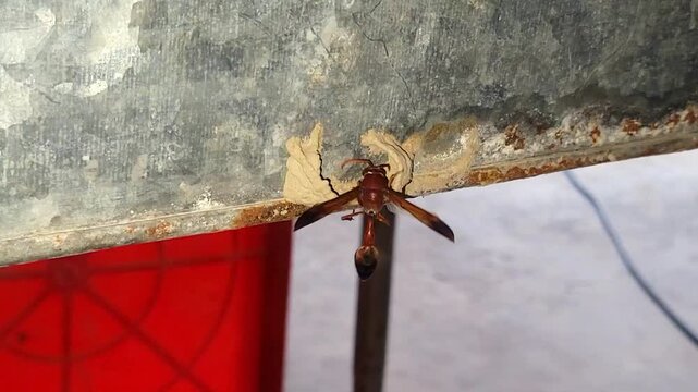 Potter Wasp (Zeta argillaceum) making his mud house. pottery wasp nest, clay ball nest, Zeta argillaceum, Entomology.