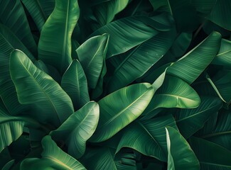 green banana leaves background
