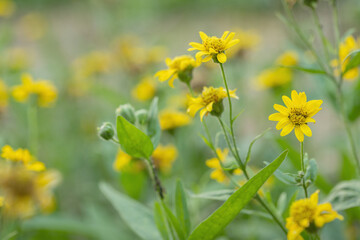 Group of yellow Arnica flowers.