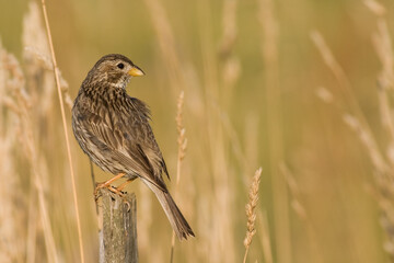 Bird Corn Bunting Emberiza calandra, meadow in summer time, Poland Europe