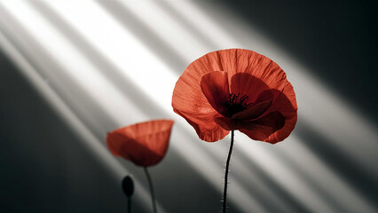Stunning minimalist photograph of vibrant poppy flowers with a soft light background, perfect for remembrance themes and nature-inspired designs. 