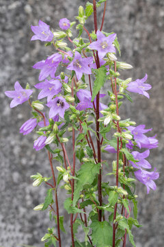 Nettle-leaved bellflower (Campanula trachelium) in bloom.