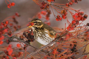 Redwing Turdus iliacus, bird eating rowan berries on a rowan tree during Autumn season