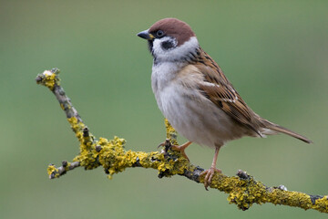Bird - tree sparrow Passer montanus sitting on a branch green background winter time winter frosty day
