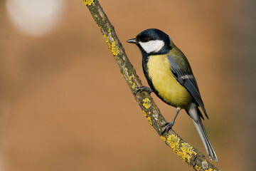 Colorful great tit ( Parus major ) perched on a tree trunk, photographed in horizontal, amazing background