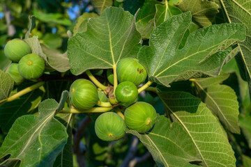 Fresh green figs growing on a tree with lush leaves and unripe fruit in the background