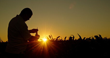Obraz premium Silhouette of a farmer studying corn sprouts at sunset.