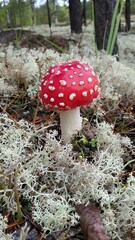  a red mushroom with white spots, commonly known as a fly agaric or Amanita muscaria. It has a bright red cap with scattered white spots and a white stem