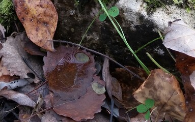 Close-up of the ground near fallen leaves, showing an object that has been hiding underneath them for some time. The objects include moss and small rocks with dark brown spots