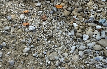 A close up of the gravel and rocks on which tiny insects were living, with some pebbles scattered around. The background is a patchy ground covered in dirt and debris