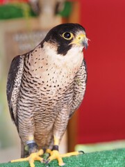 tethered and perched peregrine falcon ready for a bird of prey exhibition