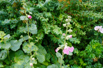 Close up of light pink lowers with buds and green leaves on the back. Outdoors floral background after rain. July 2024 © JSF15photo