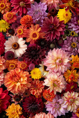 vibrant and colorful floral pattern with various types of flowers such as dahlia and chrysanthemum in shades of pink, orange, yellow , purple, burgundy , red and black, floral backgrounds