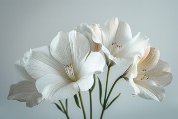 Fototapeta premium Close-up of four delicate white flowers on green stems in bloom.