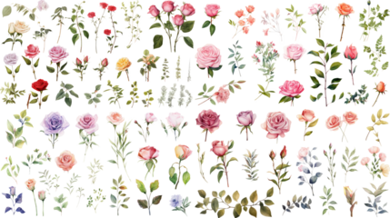 Set of watercolor rose painting isolated on clear png background and transparent background. Fresh and nature concept for nature decorative and flower element, AI generative.
