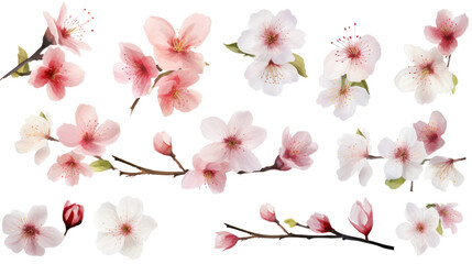 Set of watercolor wildflowers painting isolated on clear png background and transparent background. Fresh and nature concept for nature decorative and flower element, AI generative.
