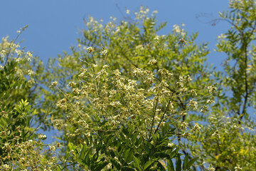 A blooming  Japanese pagoda tree (Styphnolobium japonicum), a species of deciduous tree 
in the subfamily Faboideae of the pea family Fabaceae.