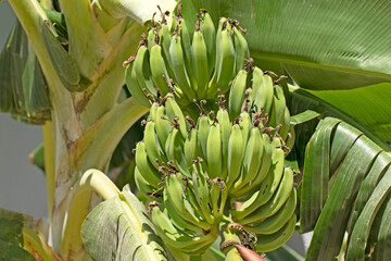 A bunch of bananas ripening in summertime