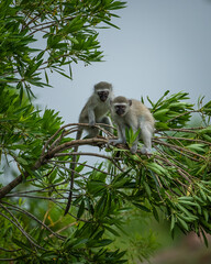 Two vervet monkeys playing in a tree
