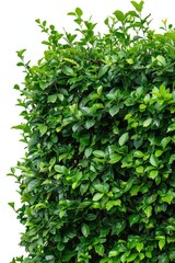 Obraz premium A bush of green leaves on a white background, suitable for use in designs related to nature and the outdoors