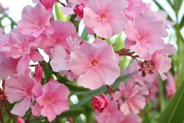 pink and white flowers