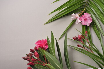 bouquet of pink tulips