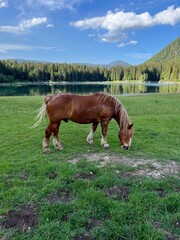 Obraz premium horse in the field