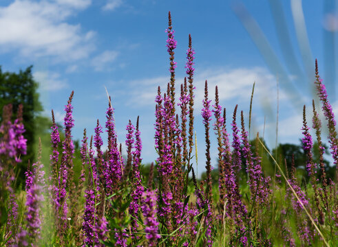 Lythrum salicaria - purple loosestrife, purple lythrum on green meadow