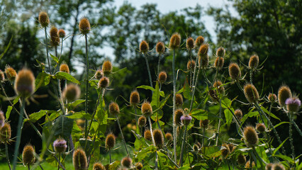 wild teasel seeds close up on the green background