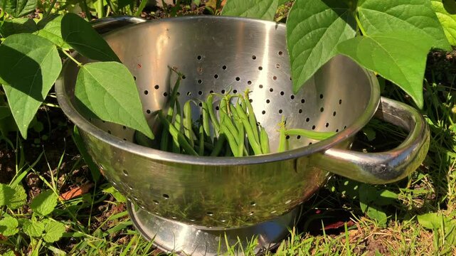 Closeup of ripe green beans being picked from leafy plants growing in a garden or yard, and dropped into a steel colander.