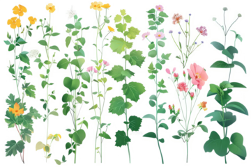 collection of plant based magical effects, instant flowers blooming and fast growing vines on a white background.