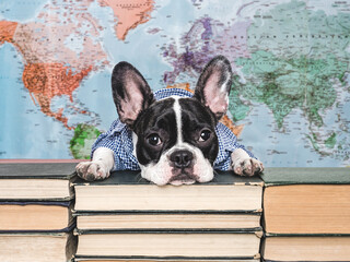 Cute puppy against the background of a geographical map of the world. Close-up, indoors, studio shot. Isolated background. Concept of care, education, obedience training and raising of pets