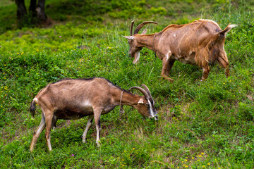 Three goats are peacefully munching on grass in a lush field