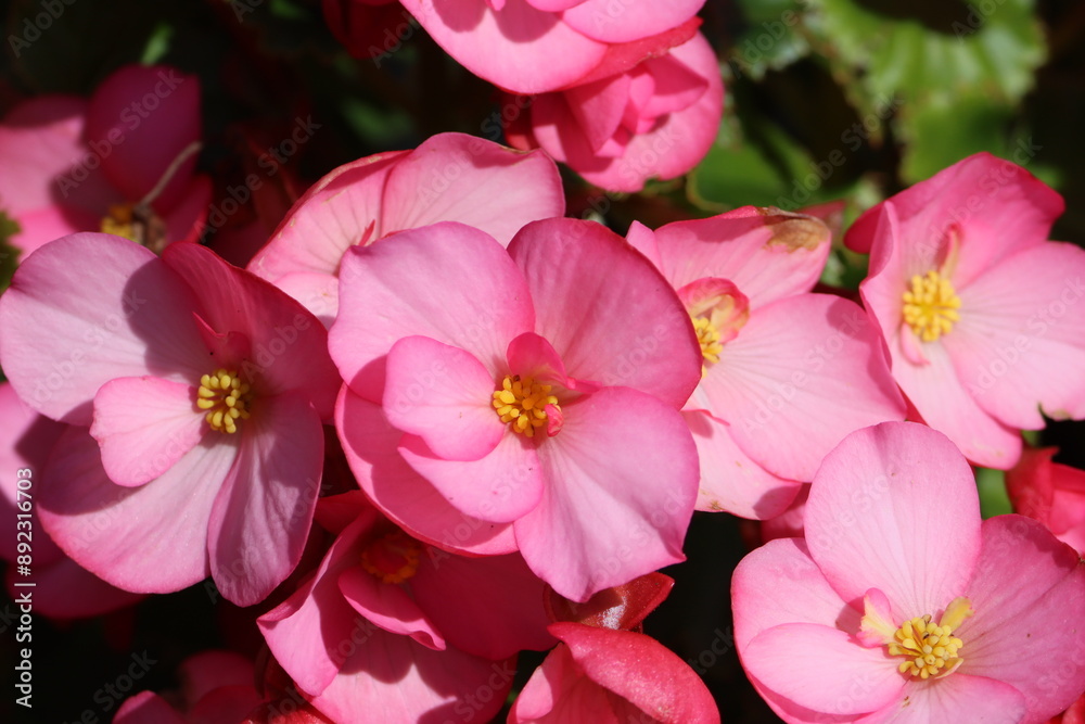 Sticker Sweden. Begonia is a genus of perennial flowering plants in the family Begoniaceae. The genus contains more than 2,000 different plant species. 