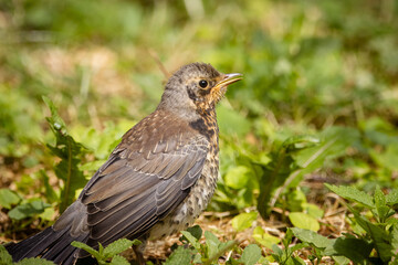 Close-up a Fieldfare chick in the green grass on a sunny summer day.