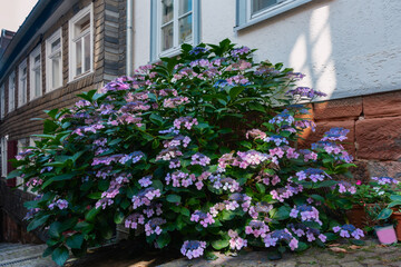Wohnen in Marburg Altstadt Fachwerk, enge Gassen