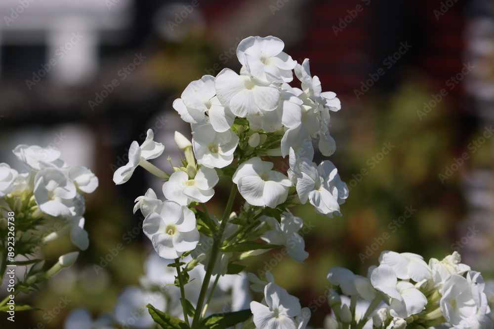 Poster Sweden. Phlox paniculata is a species of flowering plant in the phlox family (Polemoniaceae). It is native to parts of the eastern and central United States. 