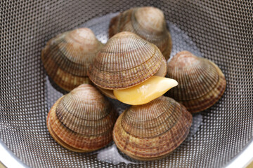 fresh Ishikagegai (Bering sea cockle) in a colander bowl, a Japanese sushi ingredient