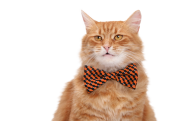 Surprised cat with open mouth on a white background. Animal theme. Cat with a red butterfly on its neck on a light background. Indoor cat. Close-up portrait of Domestic ginger Cat