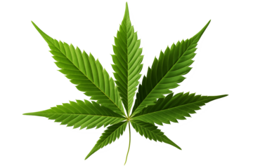 cannabis leaf isolated on white
