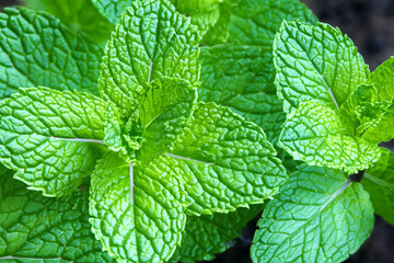 Mint leaves on a bed of plants. Leaf peppermint spearmint concept. Mint and green leaves on a plant. Greens and mints growing on a lifestyle bed of greens.